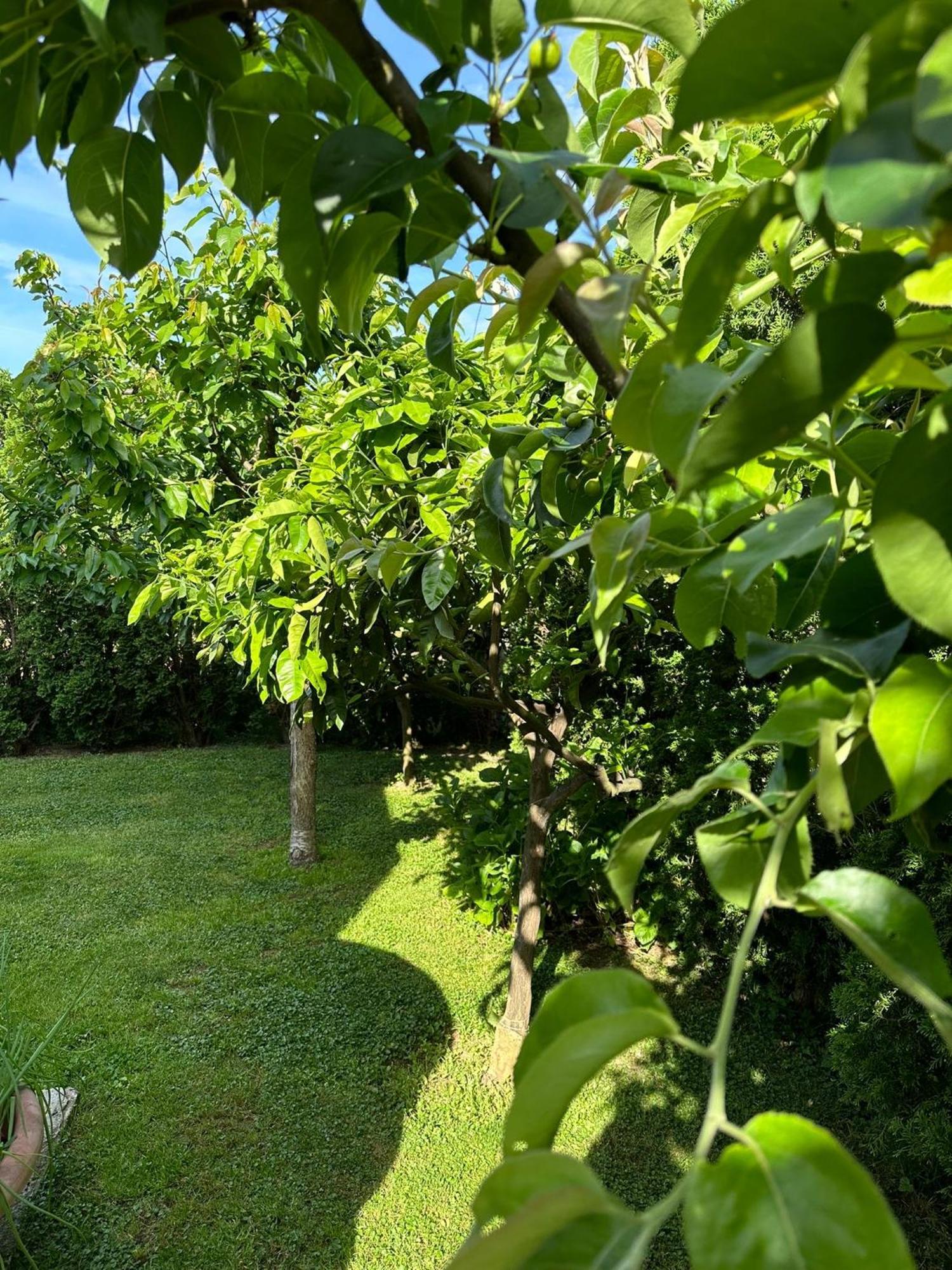 Green Oasis Διαμέρισμα Κότορ Εξωτερικό φωτογραφία