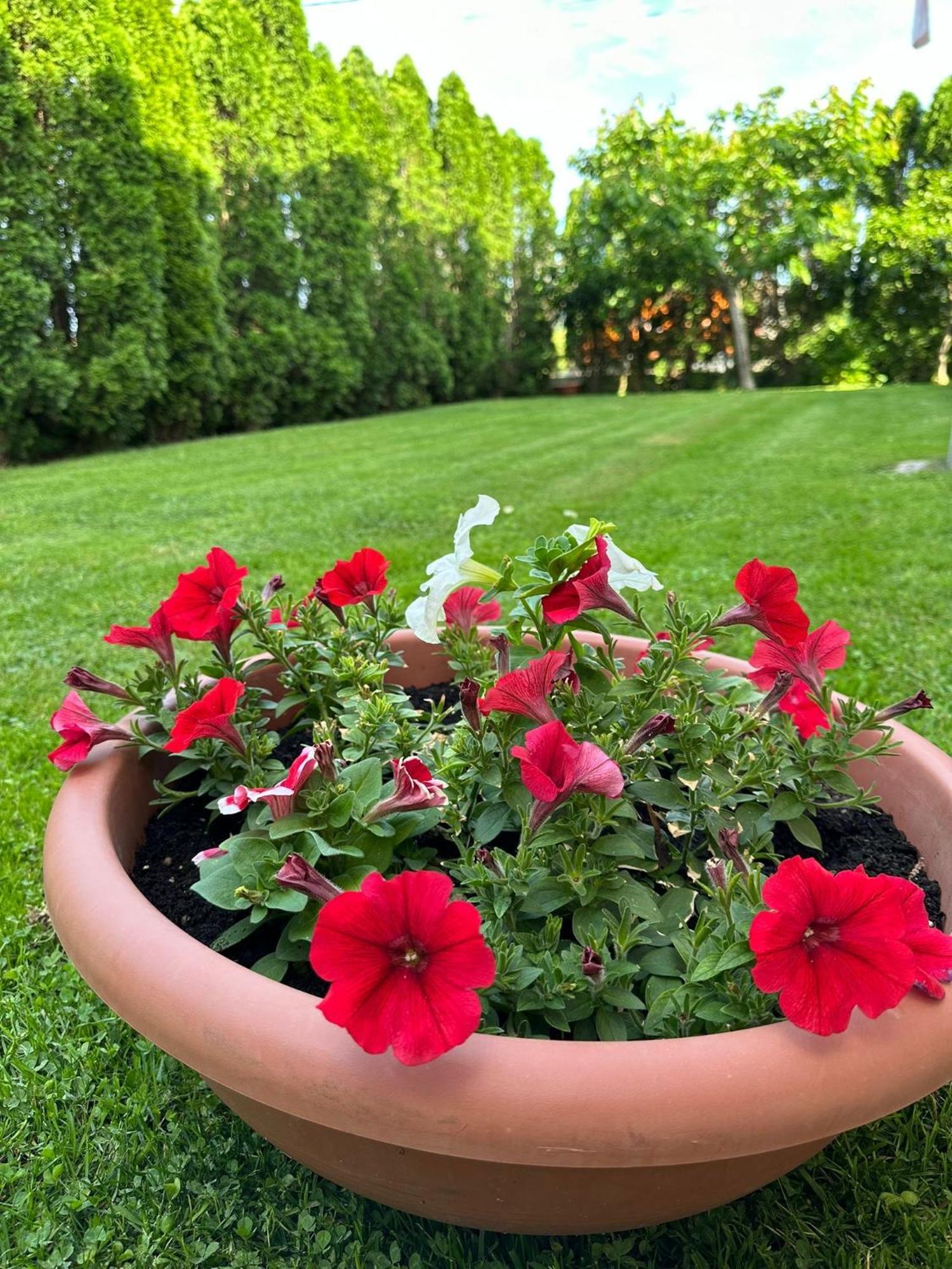 Green Oasis Διαμέρισμα Κότορ Εξωτερικό φωτογραφία